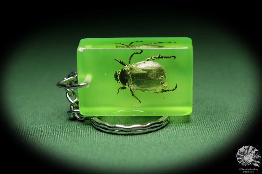 Popillia japonica (13679) a gem from Acrylic from Japan | Nature jewelry | From Acrylic