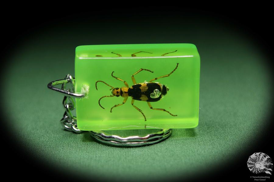 Pheropsophus jessoensis (13680) a gem from Acrylic from China | Nature jewelry | From Acrylic