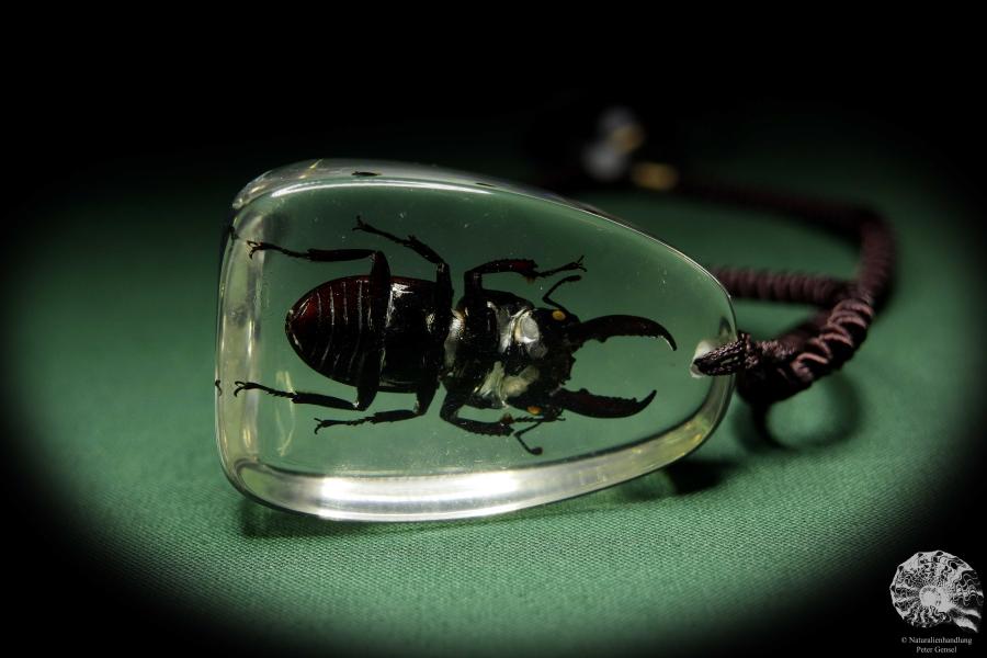 Lucanus spec. (13724) a gem from Acrylic from Southeast Asia | Nature jewelry | From Acrylic