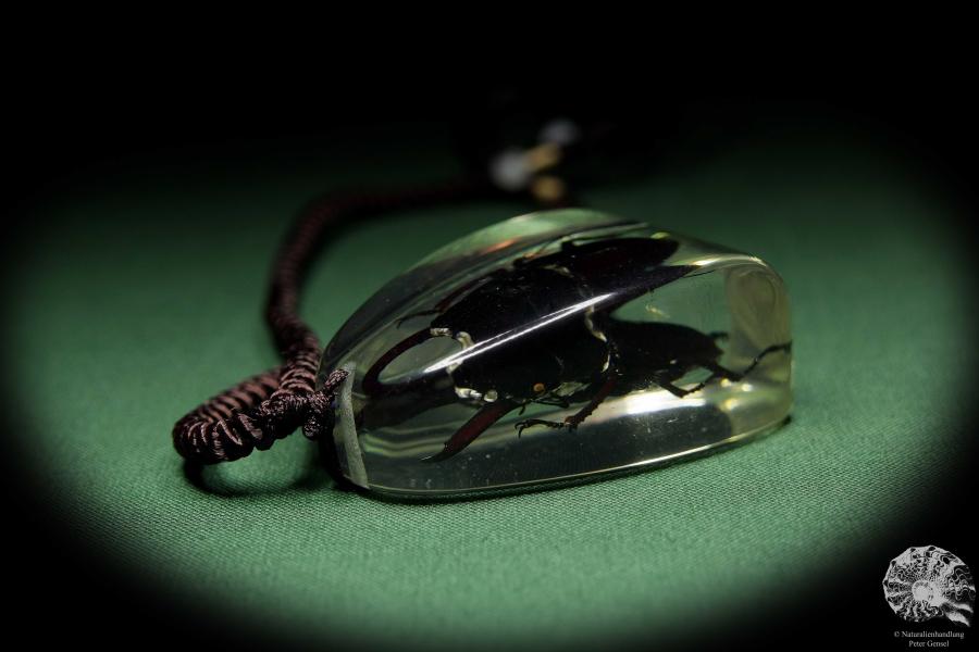 Lucanus spec. (13724) a gem from Acrylic from Southeast Asia | Nature jewelry | From Acrylic