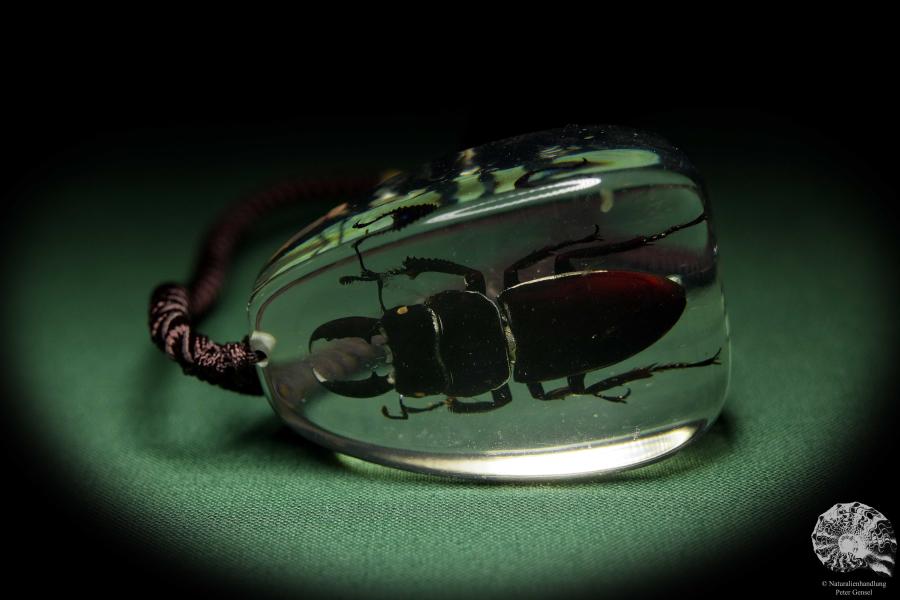 Lucanus spec. (13734) a gem from Acrylic from Southeast Asia | Nature jewelry | From Acrylic