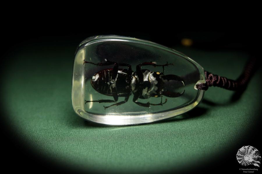 Lucanus spec. (13734) a gem from Acrylic from Southeast Asia | Nature jewelry | From Acrylic