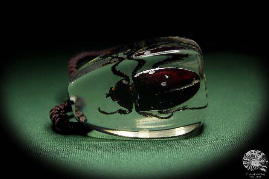 Xylotrupes gideon (13741) a gem from Acrylic from Southeast Asia | Nature jewelry | From Acrylic