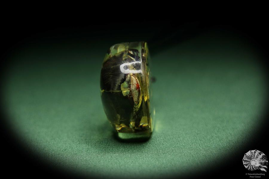 Macronota spec. (13756) a gem from Acrylic from Southeast Asia | Nature jewelry | From Acrylic