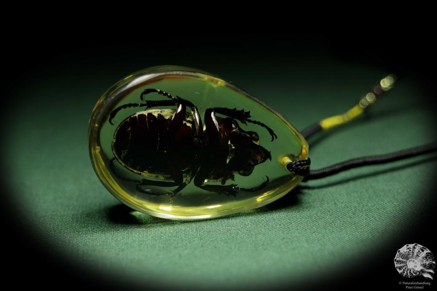 Neolucanus swinhoei (13766) a gem from Acrylic from Southeast Asia | Nature jewelry | From Acrylic