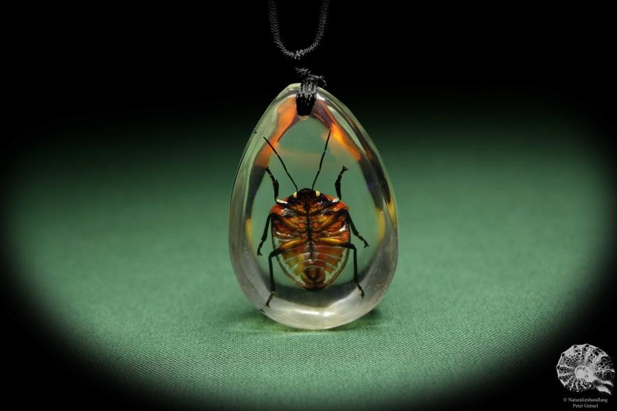 Poecilocoris latus (13782) a gem from Acrylic from Southeast Asia | Nature jewelry | From Acrylic