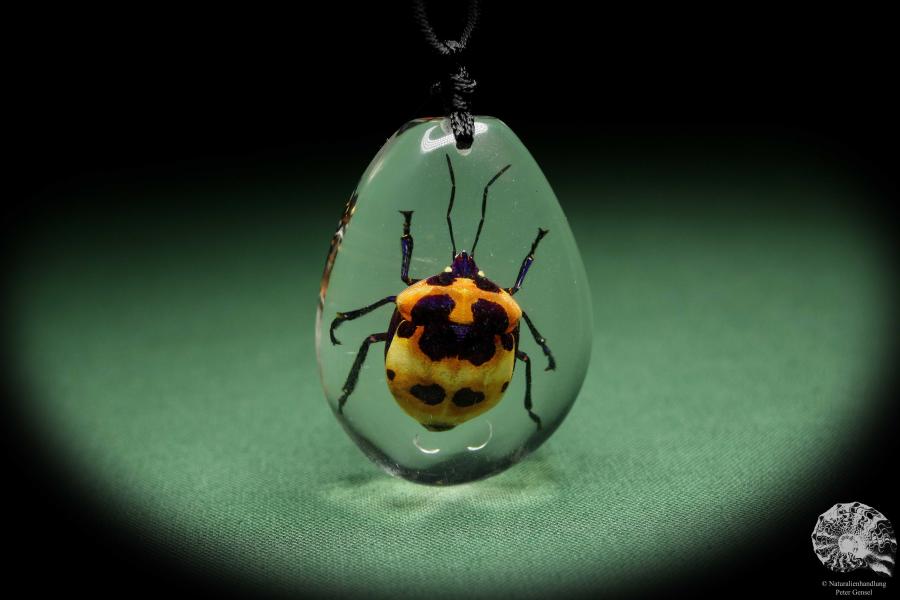 Poecilocoris latus (13784) a gem from Acrylic from Southeast Asia | Nature jewelry | From Acrylic