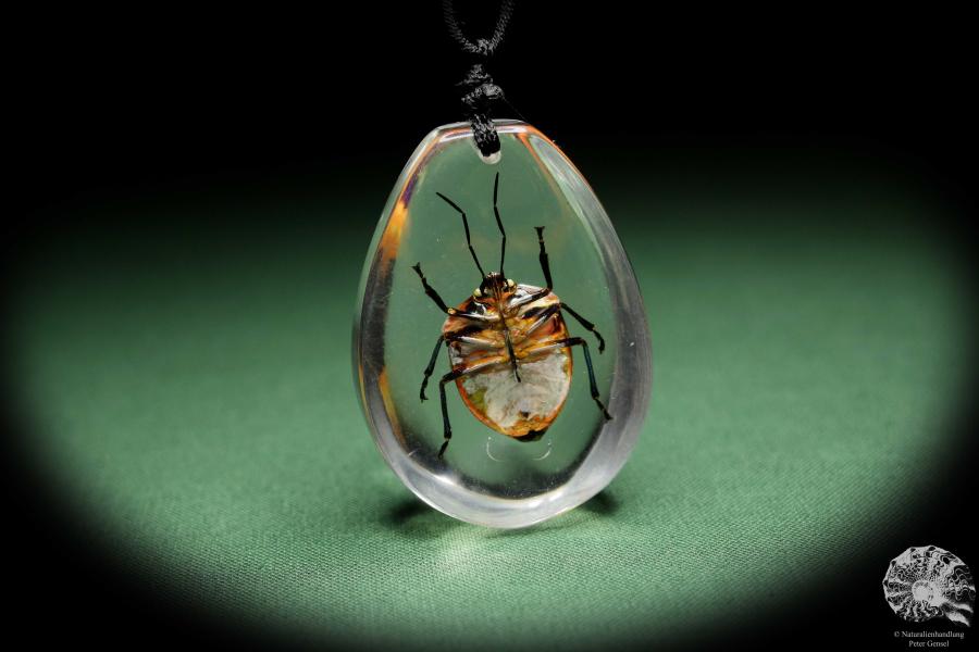 Poecilocoris latus (13784) a gem from Acrylic from Southeast Asia | Nature jewelry | From Acrylic