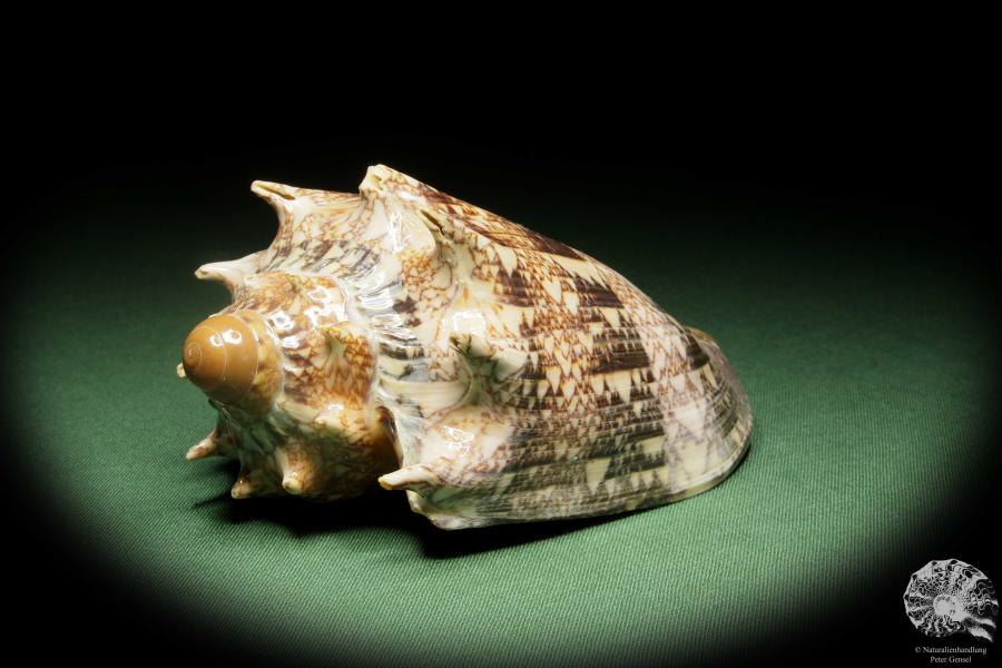 Cymbiola imperialis (14034) eine Schnecke aus Indopazifik | Conchylien | Schnecken