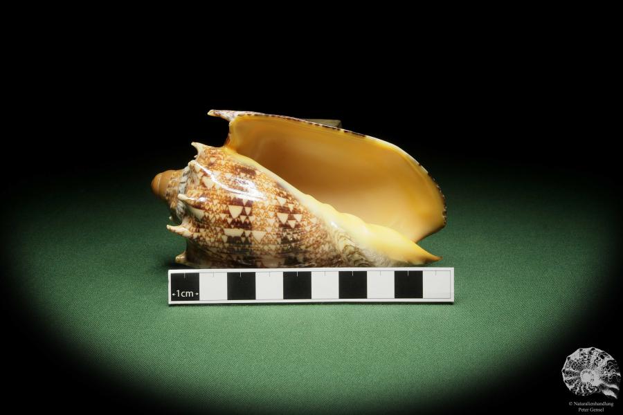 Cymbiola imperialis (14034) a snail from Indo-Pacific | Conchylia | Snails