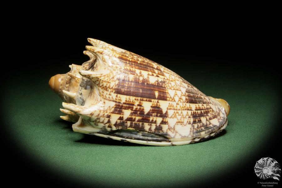 Cymbiola imperialis (14035) eine Schnecke aus Indopazifik | Conchylien | Schnecken