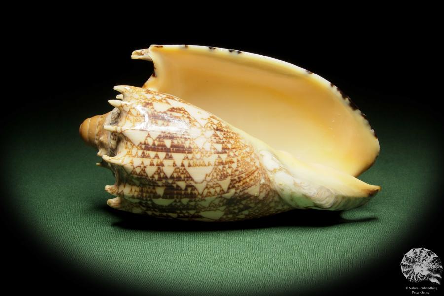 Cymbiola imperialis (14035) eine Schnecke aus Indopazifik | Conchylien | Schnecken