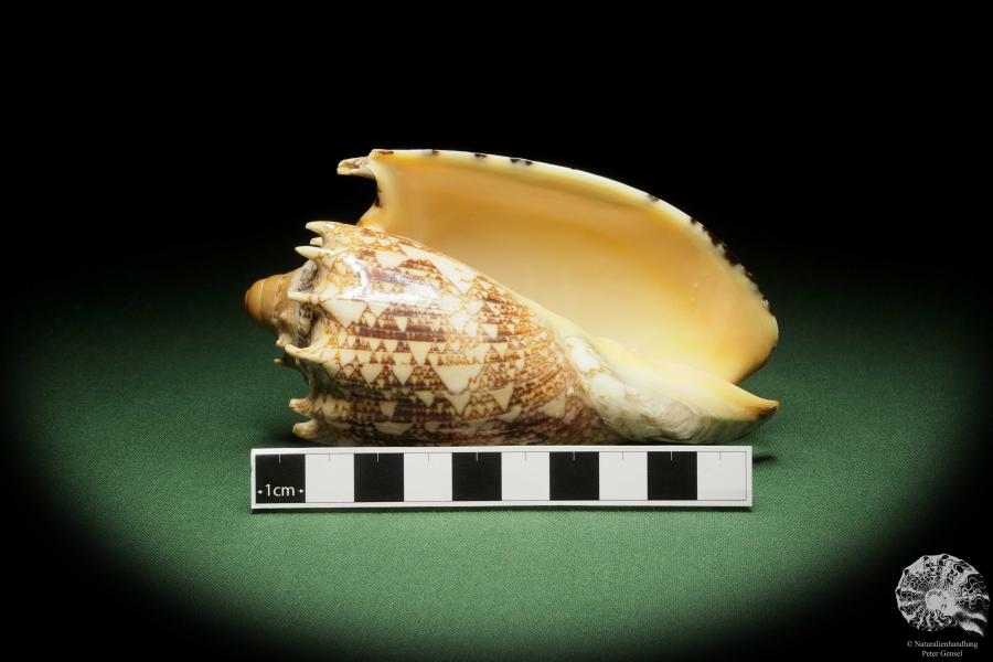 Cymbiola imperialis (14035) a snail from Indo-Pacific | Conchylia | Snails