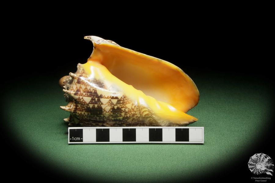 Cymbiola imperialis (14036) a snail from Indo-Pacific | Conchylia | Snails