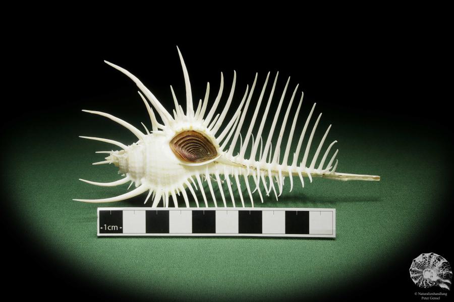 Murex pecten (14050) a snail from Philippines | Conchylia | Snails