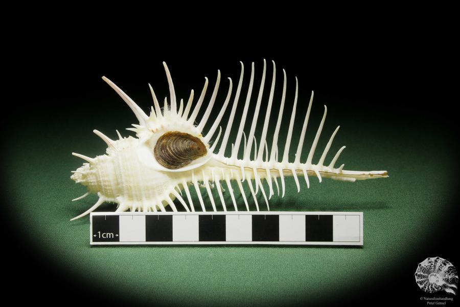 Murex pecten (14051) a snail from Philippines | Conchylia | Snails