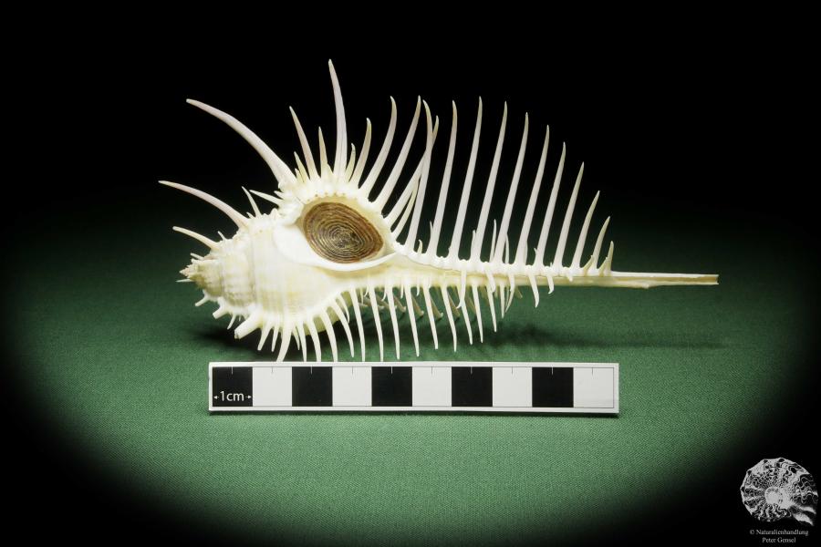 Murex pecten (14052) a snail from Philippines | Conchylia | Snails