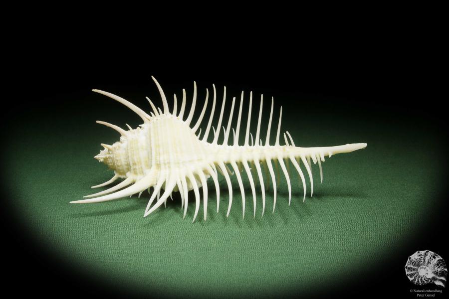 Murex pecten (14053) a snail from Philippines | Conchylia | Snails