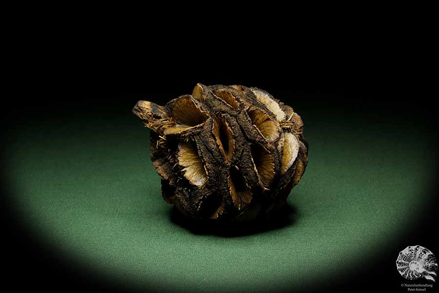 Banksia sphaerocarpa (14058) a dried fruit from Australia | Dried fruit