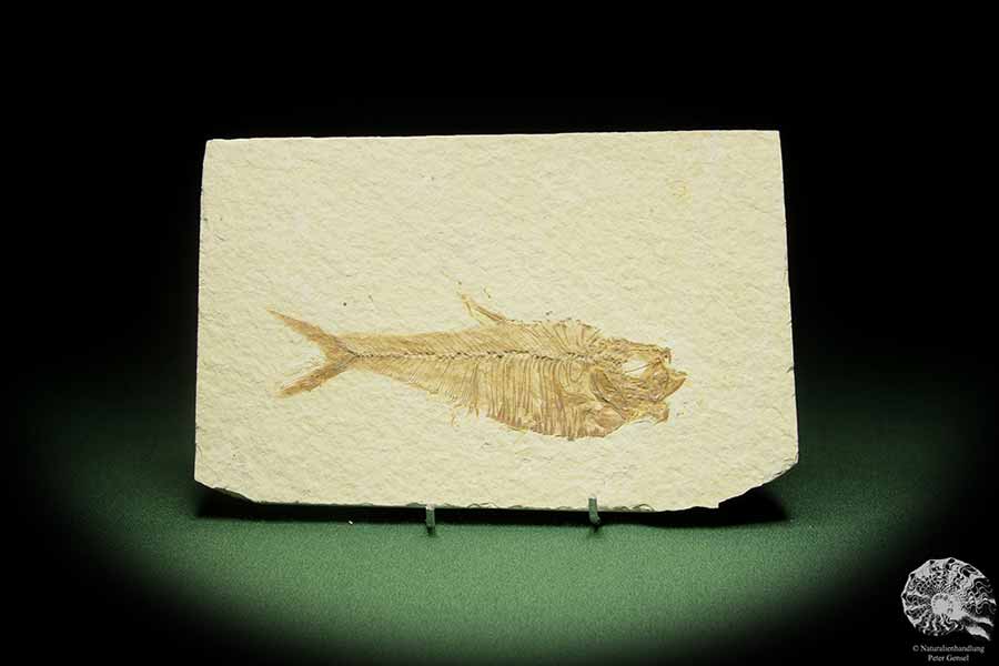 Knightia spec. (14060) a fish from USA | Fossils | Fishes