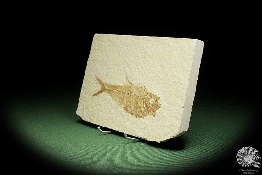 Knightia spec. (14060) a fish from USA | Fossils | Fishes