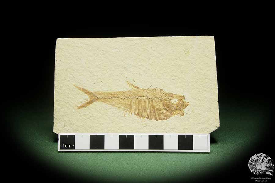 Knightia spec. (14060) ein Fisch aus USA | Fossilien | Fische