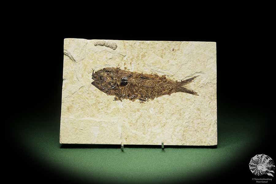 Knightia spec. (14062) ein Fisch aus USA | Fossilien | Fische