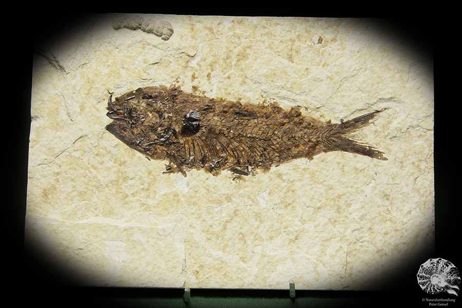 Knightia spec. (14062) a fish from USA | Fossils | Fishes