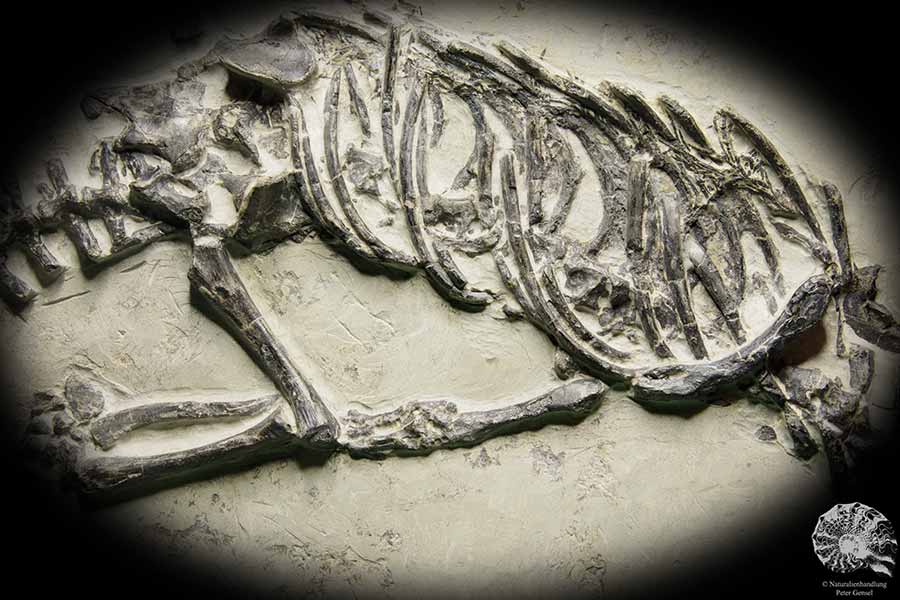 Claudiosaurus germaini (14196) a vertebrate from Madagascar | Fossils | Vertebrates