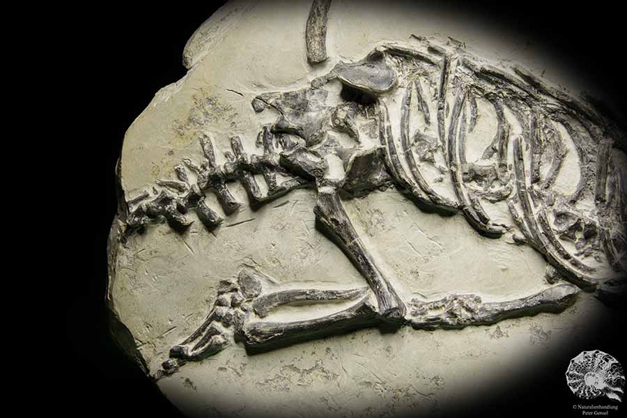 Claudiosaurus germaini (14196) ein Wirbeltier aus Madagaskar | Fossilien | Wirbeltiere