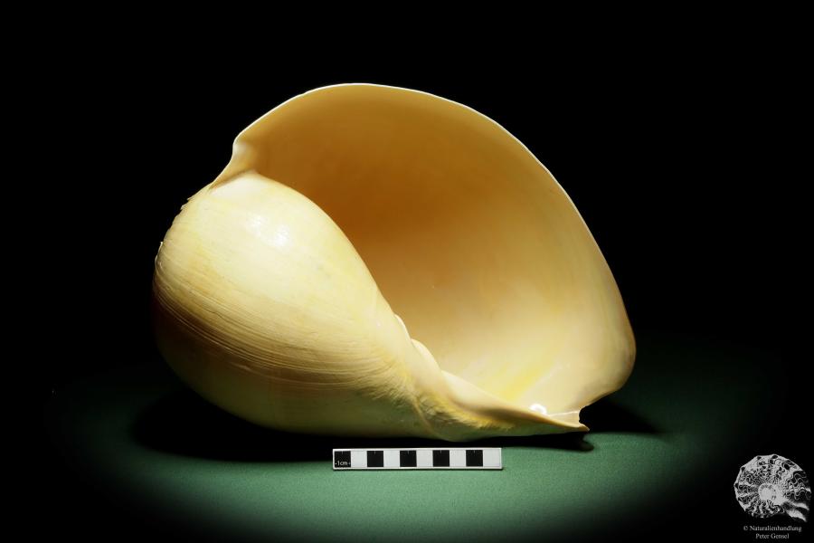 Melo broderipii (14309) a snail from Indo-Pacific | Conchylia | Snails