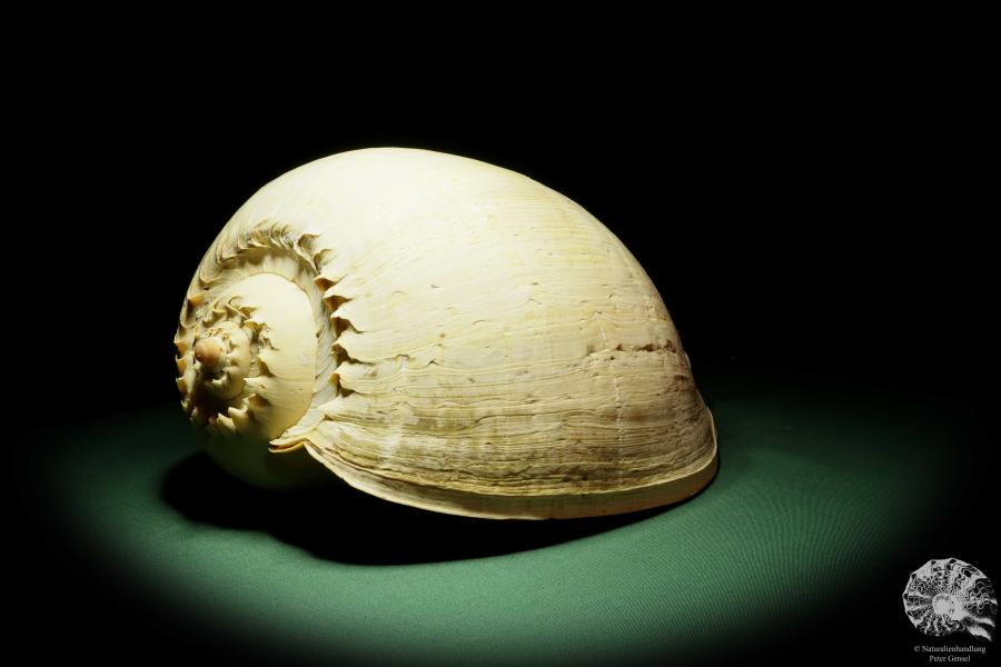 Melo broderipii (14310) a snail from Indo-Pacific | Conchylia | Snails