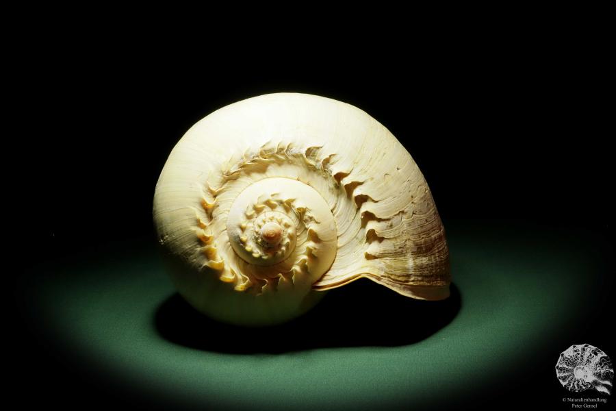 Melo broderipii (14310) a snail from Indo-Pacific | Conchylia | Snails