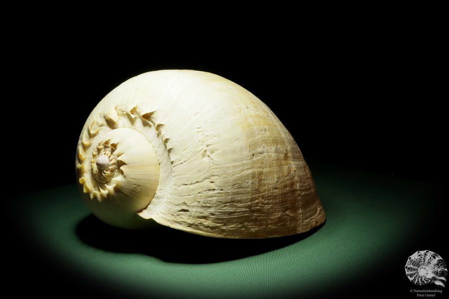 Melo broderipii (14312) a snail from Indo-Pacific | Conchylia | Snails