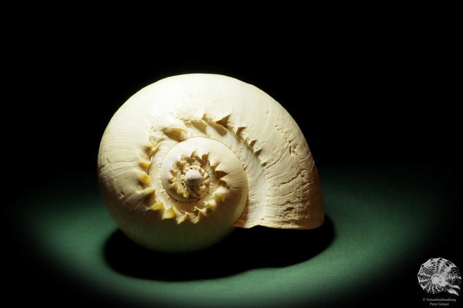 Melo broderipii (14312) a snail from Indo-Pacific | Conchylia | Snails