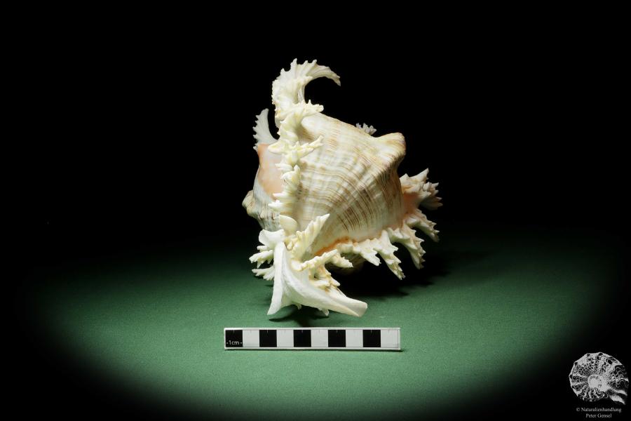 Chicoreus ramosus (14333) a snail from Philippines | Conchylia | Snails