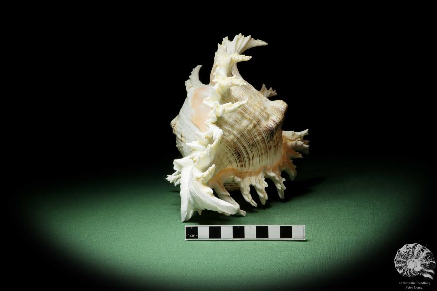 Chicoreus ramosus (14335) a snail from Philippines | Conchylia | Snails