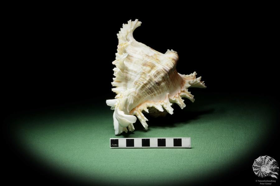 Chicoreus ramosus (14337) a snail from Philippines | Conchylia | Snails