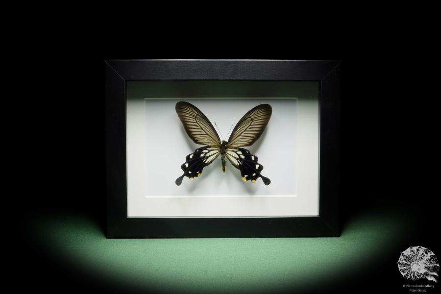 Losaria coon (14376) a butterfly from Southeast Asia | Taxidermy | Butterflies