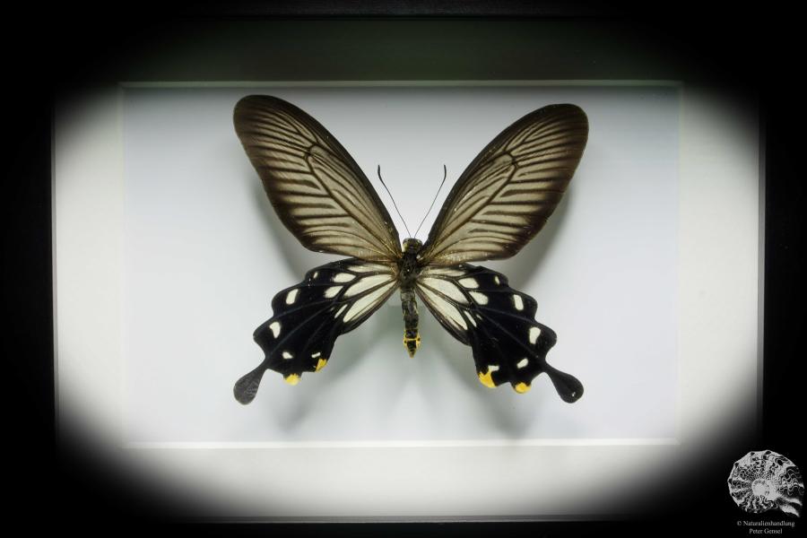 Losaria coon (14376) a butterfly from Southeast Asia | Taxidermy | Butterflies