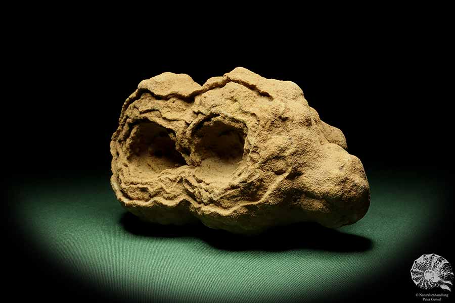 Stromatolithes (14408) a fossil from Morocco | Fossils | Other