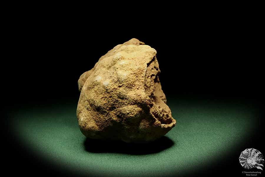 Stromatolithes (14408) a fossil from Morocco | Fossils | Other