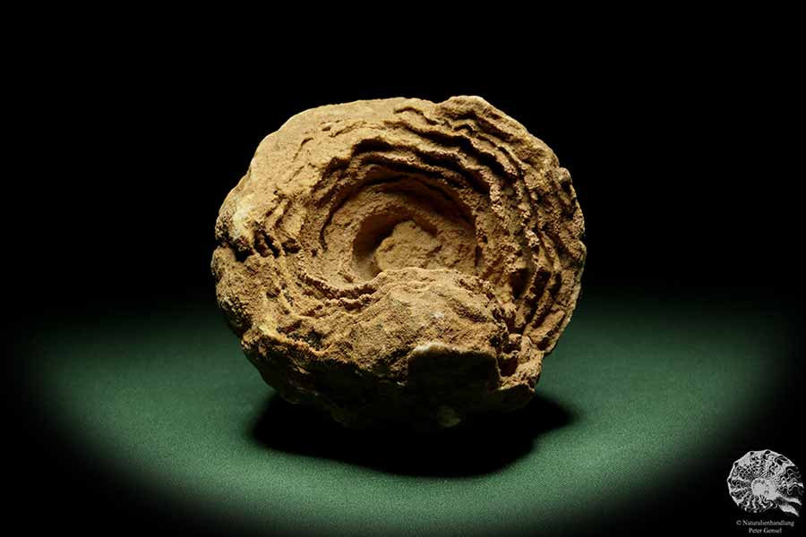 Stromatolithes (14414) a fossil from Morocco | Fossils | Other