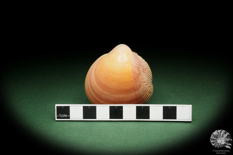 Nemocardium bechei (14444) a shell from Philippines | Conchylia | Shells & Brachiopods