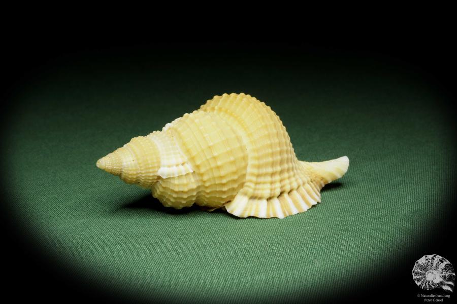 Distorsio reticularis (14451) a snail from Philippines | Conchylia | Snails