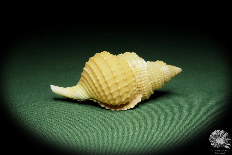 Distorsio reticularis (14451) a snail from Philippines | Conchylia | Snails