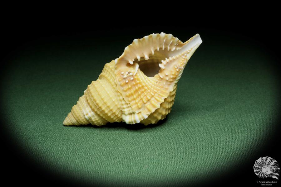 Distorsio reticularis (14451) a snail from Philippines | Conchylia | Snails