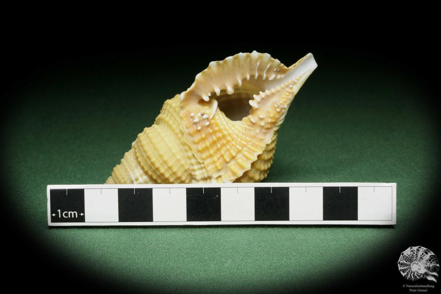 Distorsio reticularis (14451) a snail from Philippines | Conchylia | Snails