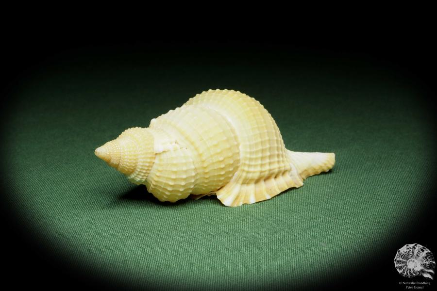 Distorsio reticularis (14452) a snail from Philippines | Conchylia | Snails