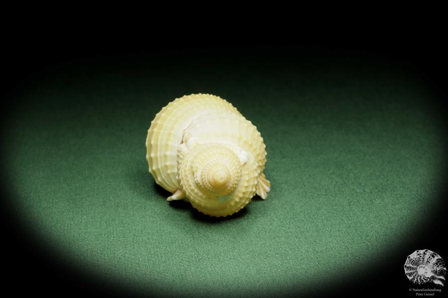 Distorsio reticularis (14452) a snail from Philippines | Conchylia | Snails